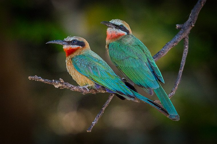 028 Botswana, Chobe NP, witkapbijeneters.jpg